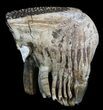 Juvenile Woolly Mammoth Molar - North Sea Deposits #35703-1